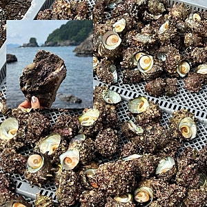 통영 사량도 스노쿨링 뿔소라 포인트 해루질 조심사항