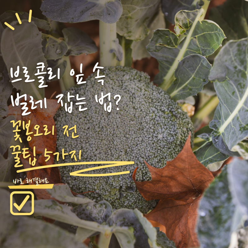 브로콜리 키우기 잎 사이에 벌레가 보인다면? 꽃봉오리 생기기 전 관리법 5가지
