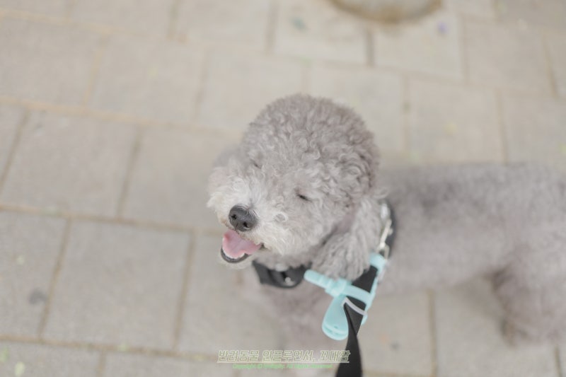강아지 감기 증상, 기침하다 헛구역질까지 한다면?