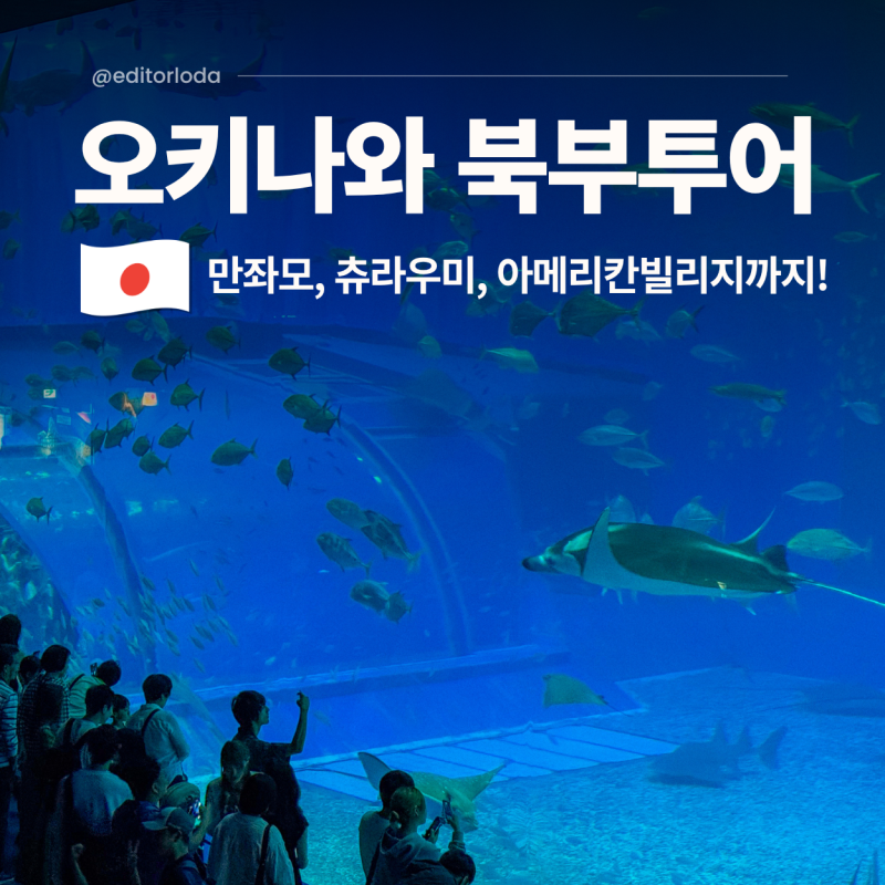 오키나와 렌트카 없이 북부 버스투어 츄라우미수족관 아메리칸빌리지