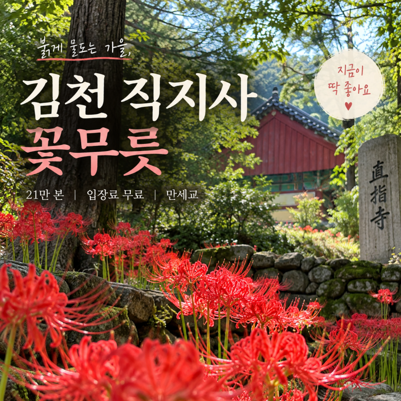김천 직지사 꽃무릇 개화시기 입장료 무료 주차 21만본 만세교 상사화 템플스테이 총정리
