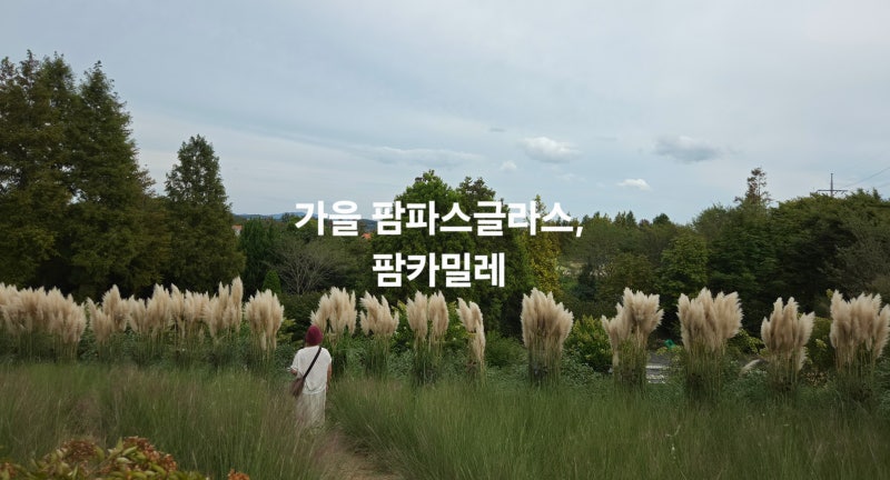 Taean Farm Kamille, Has It Changed a Bit? An Autumn Garden Blooming with Pampas Grass and Pink Muhly