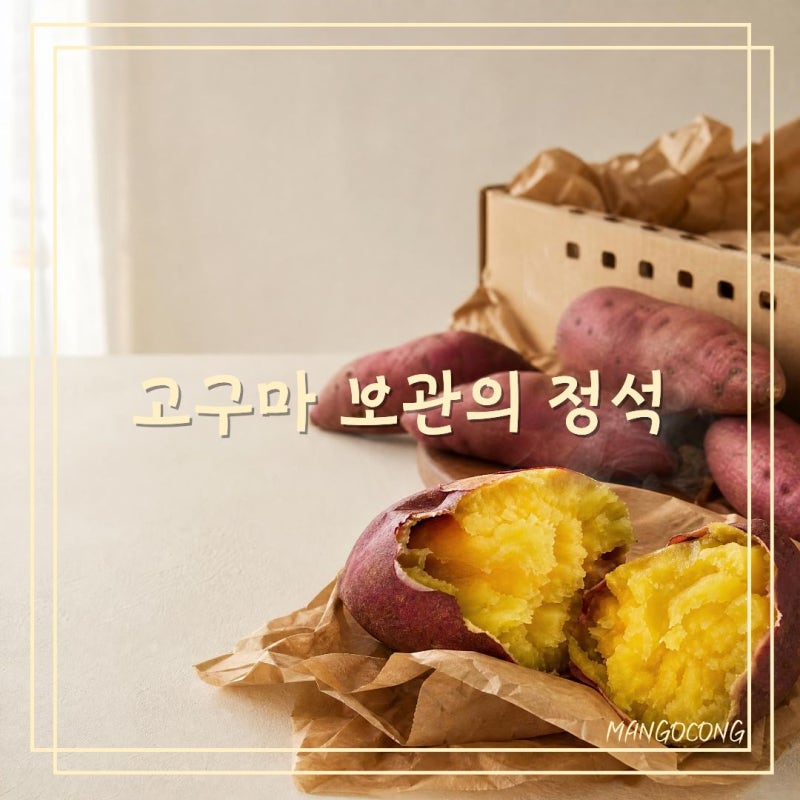 고구마 보관법 냉장보관 NO! 오래 두고 먹는 실온 냉동 보관방법