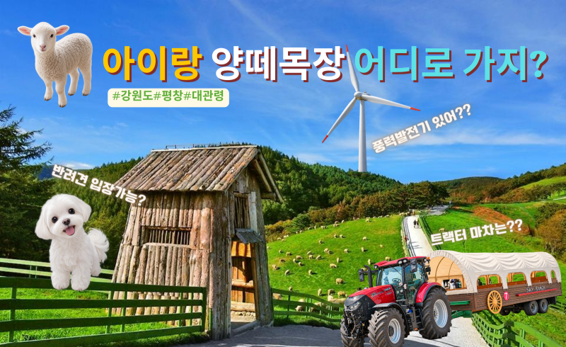 [강원/평창] 대관령 양떼목장이 이렇게 많았어? 어디로 가야 하지? 아이랑·애견동반 양떼목....