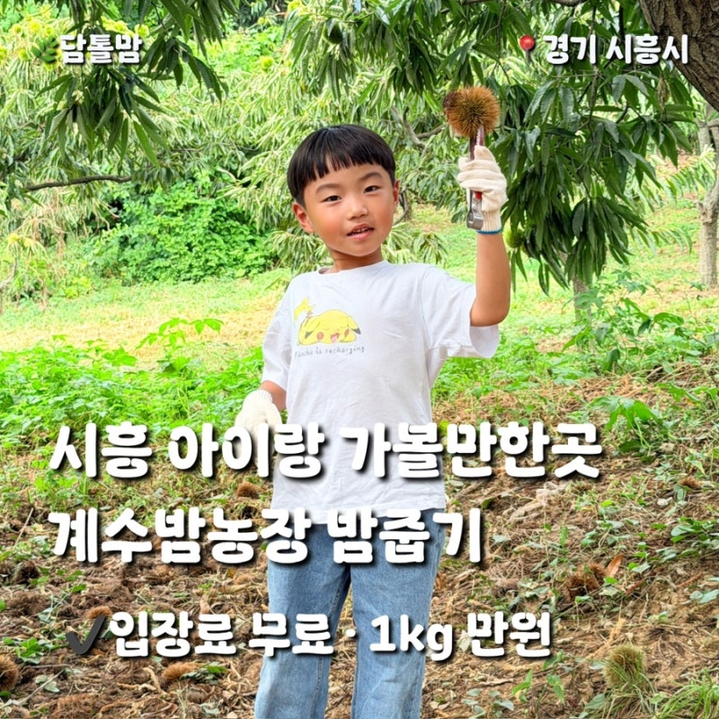 시흥 계수밤농장 체험 후기｜입장료 무료, 밤 2kg 수확한 가을 나들이