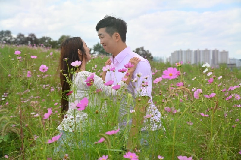 [안성 가을 여행] 안성팜랜드 9월 18일 실시간 개화 상황 솔직 후기 (핑크뮬리·코스모스)