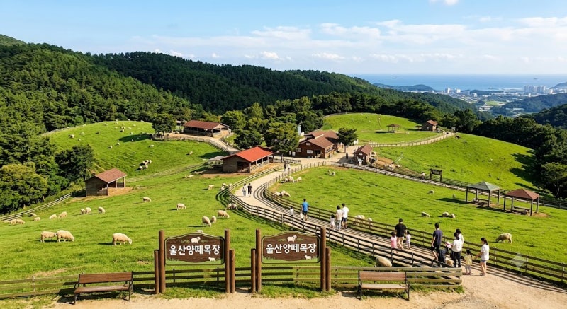 [여행/나들이] 울산 아이와 가볼 만한 곳 추천! 탁 트인 풍경과 교감이 가득한 '울산양떼목장'