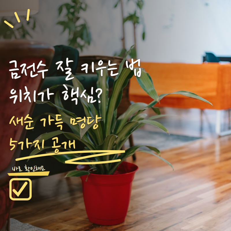 금전수 키우기 물주기보다 더 중요해요! 새순 잘 올라오는 화분 위치 5가지
