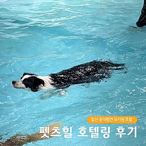 펫츠힐 호텔링 일산 실내수영장도 있어요