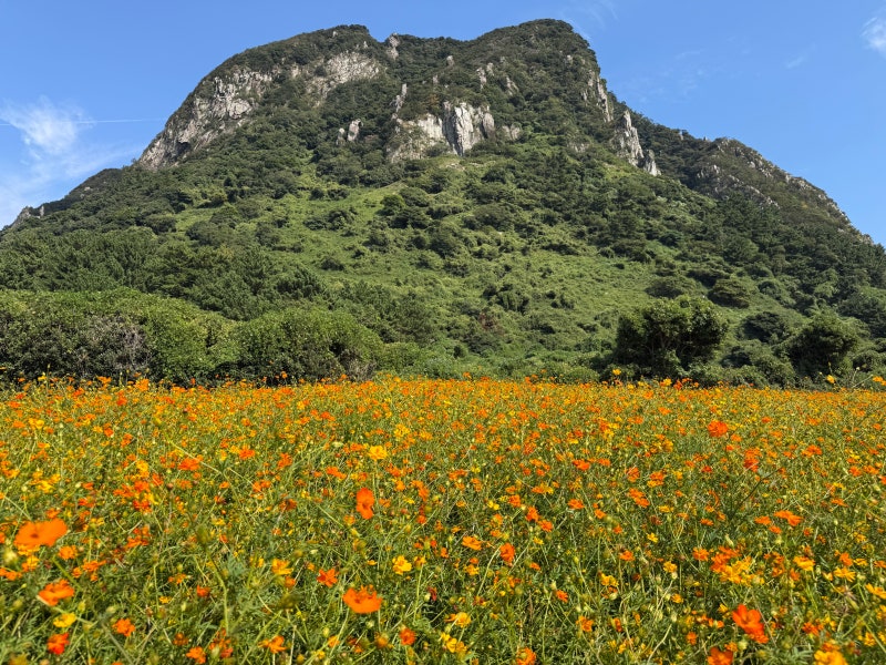 제주 산방산 황화코스모스 명소 산방산유채꽃명소 개화시기 입장료 주차 용머리해안 코스 ....