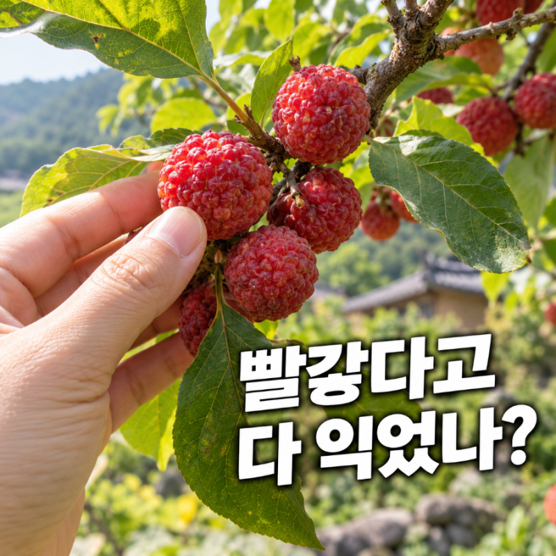 꾸지뽕 열매 먹는법, 빨갛게 익으면 생으로 먹어도 될까요?