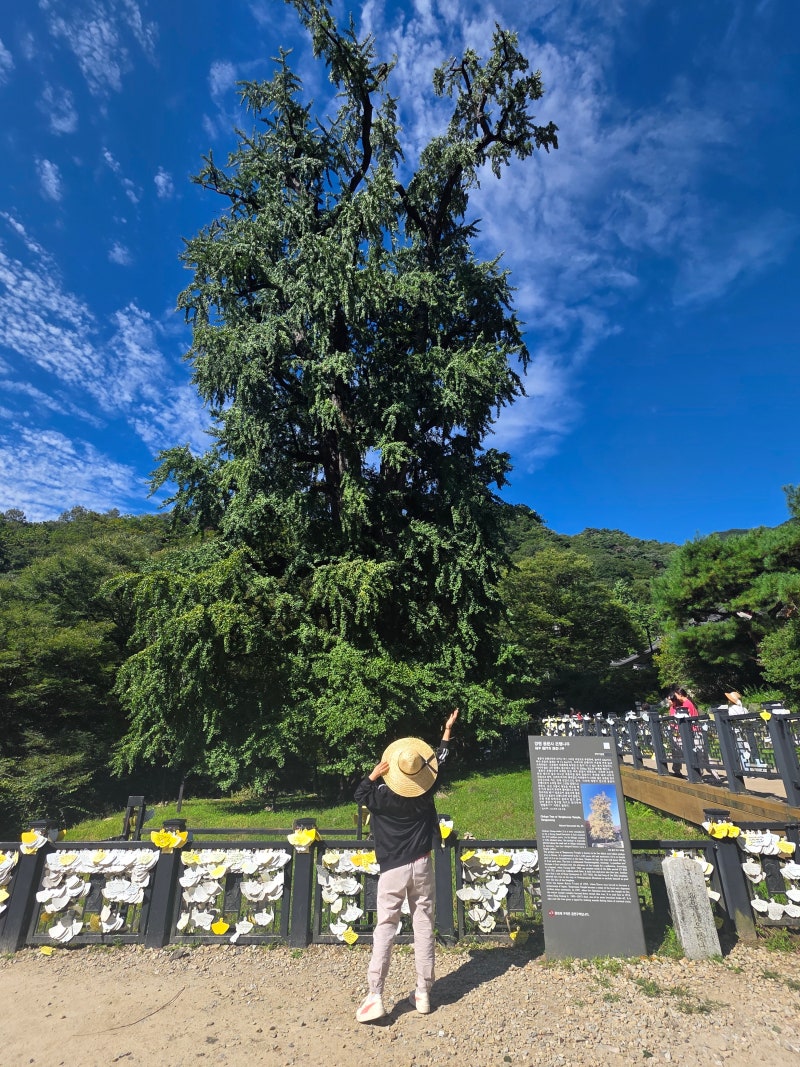 2026年楊平龍門寺寺院住宿心得