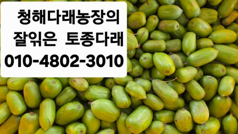 토종다래는 어떻게 후숙 시켜서 먹나요?22년간토종다래 농사 지어서 직거래판매만 으로 다 ....