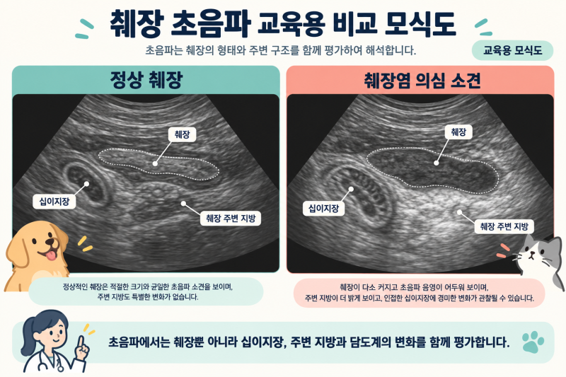 강아지·고양이 급성 췌장염 증상부터 검사와 신약 치료제까지, 한 번에 이해하기