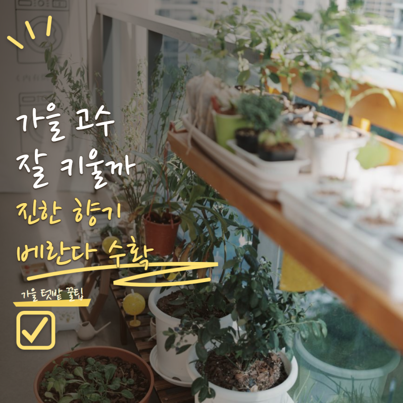 고수 키우기 지금 심으면 잘 자라요! 가을 베란다에서 향 진하게 키우는 법