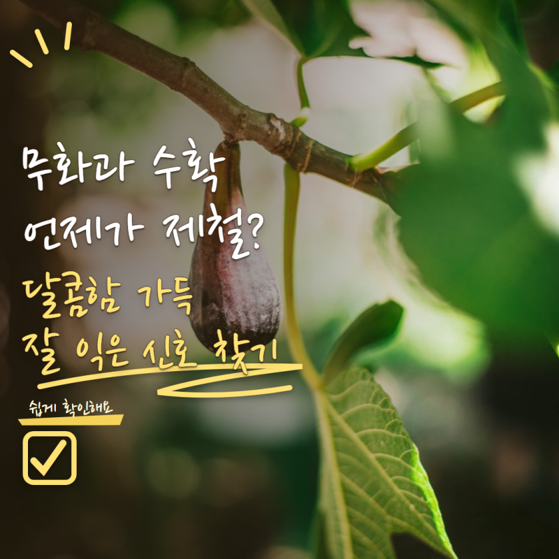 무화과 수확시기 언제가 가장 달까? 덜 익은 열매 구별하는 신호 5가지