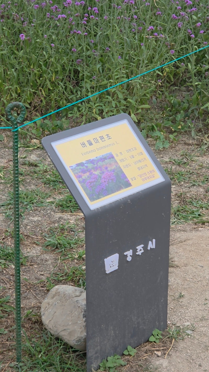 경주 첨성대 핑크뮬리 개화현황 주차정보