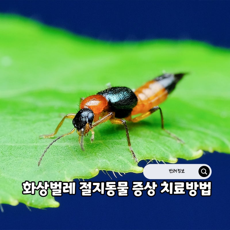 화상벌레 증상과 치료 절지동물 퇴치하는 방법은?
