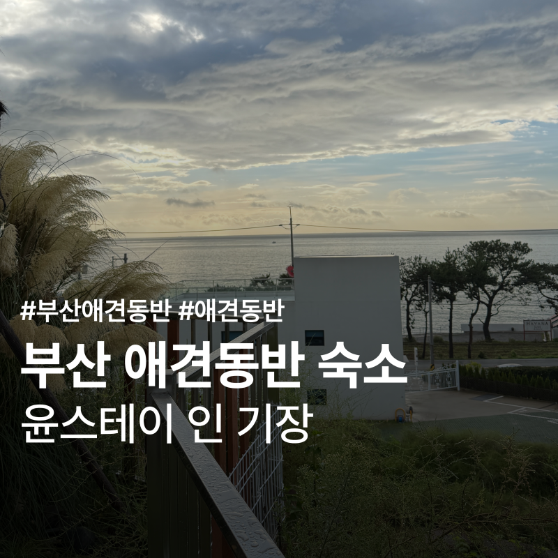 釜山寵物友善住宿：尹Stay in 機張