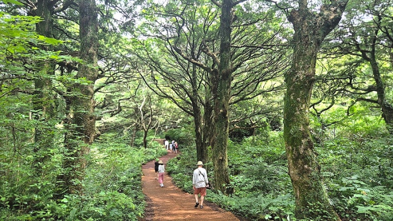 제주 여행 1박 2일 코스 (비자림 숲, 함덕해수욕장 액티비티 후기)