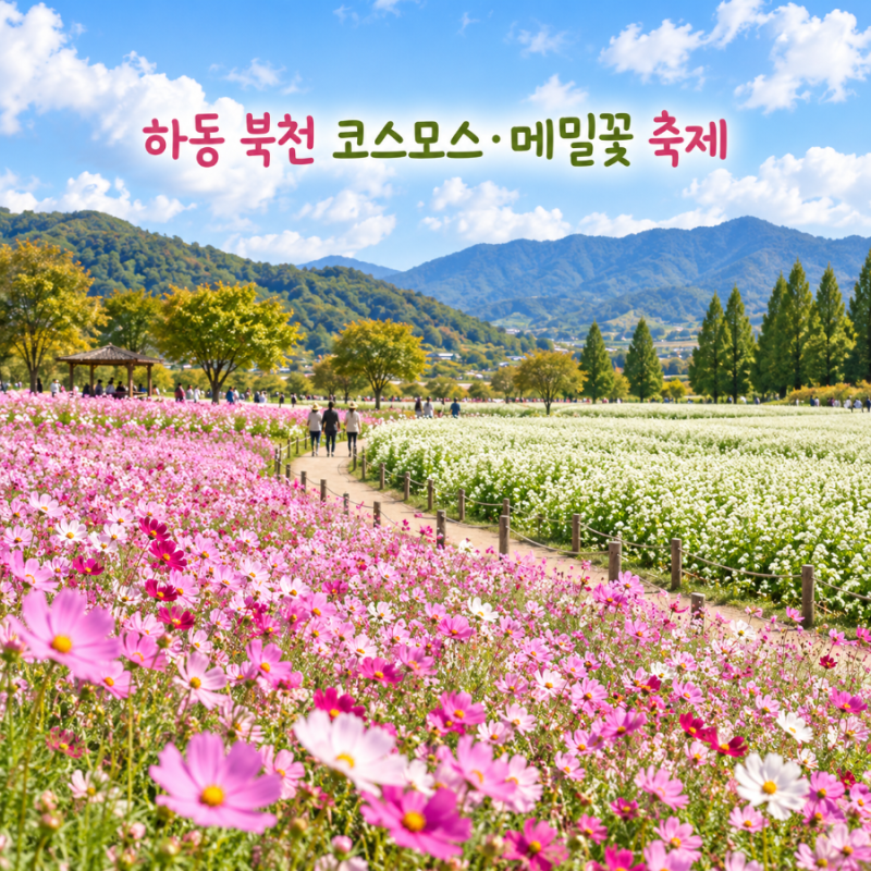 가을에 여기 안 가면 아쉬워요 2026 하동 북천 코스모스 메밀꽃 축제 9월 22일 개막 입장료 주....