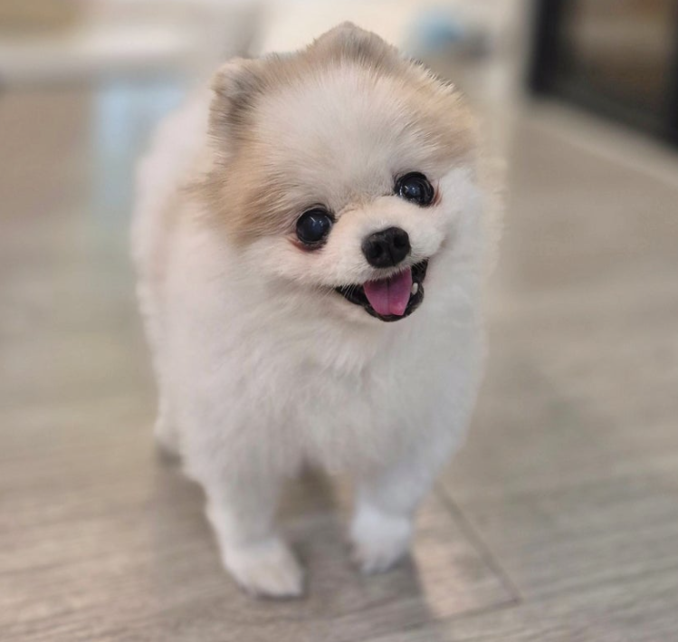 강아지 종양 제거 후 조직검사, 꼭 해야 하는 이유는?