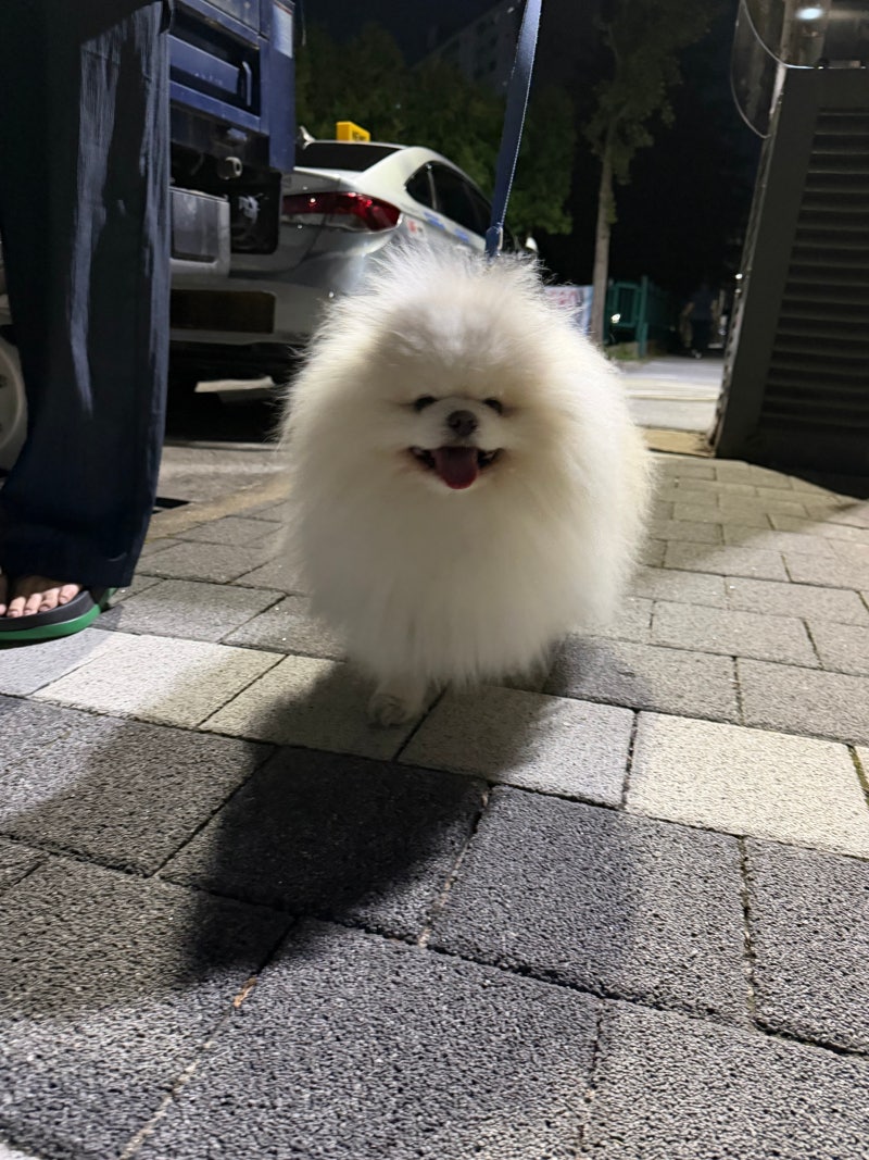 강아지 방석 고르는 법, 푹신함보다 잠자는 자세와 세탁을 먼저 봐요 ️