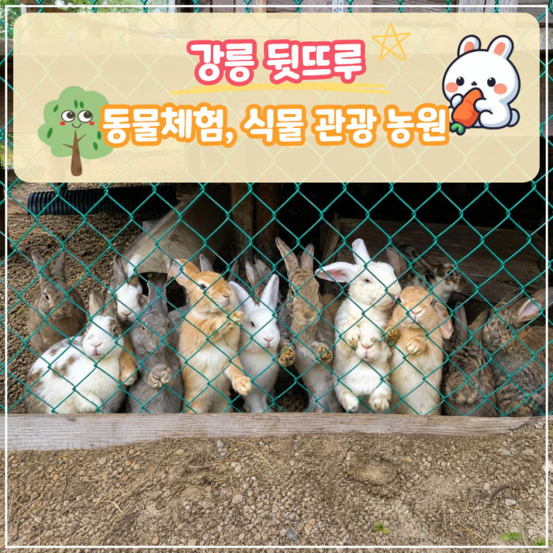 [강릉 가볼 만한 곳] 아이와 부모님 모시고 가기 좋은 뒷뜨루 식물원 동물 체험 솔직 후기