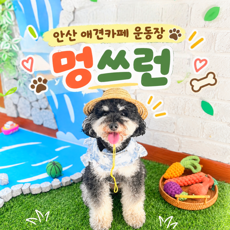 경기도 안산 애견카페｜실내 야외 강아지운동장 [멍쓰런] 애견동반 놀거리 실외 가볼만한 곳