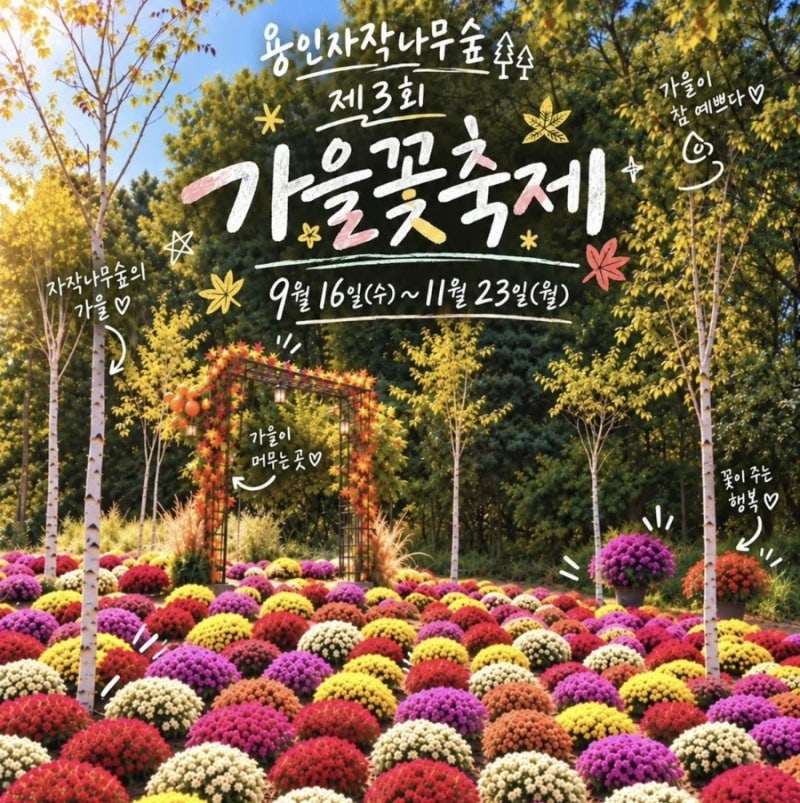 지금 가볼만한 2026 용인자작나무숲 가을꽃축제 핑크뮬리 국화 (ft. 경기도 용인 가볼만한곳)