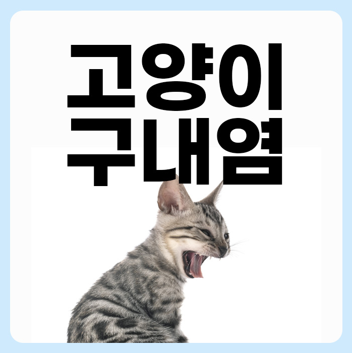 고양이 구내염 증상과 원인 전발치까지 필요한 이유