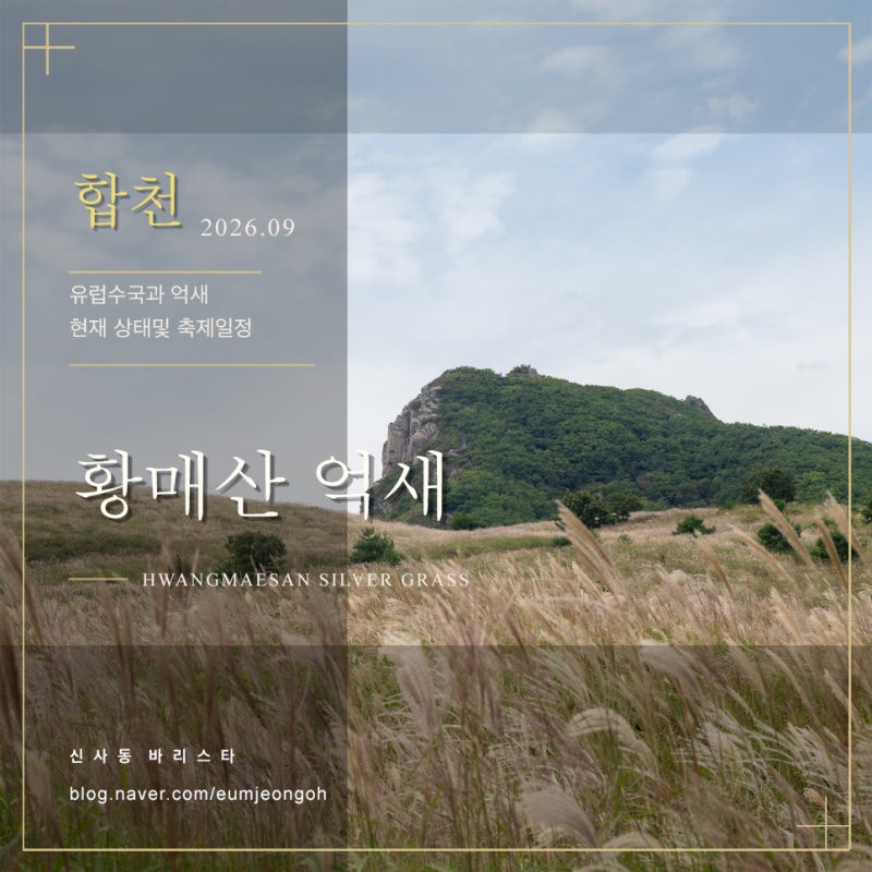 경남 합천 황매산 억새 축제 일정 유럽수국 현황
