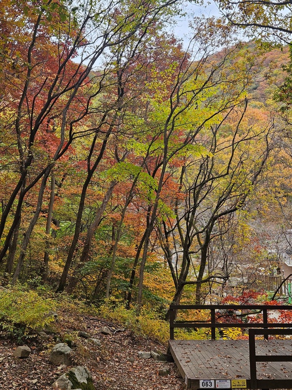 [캠핑] 경남 양산 대운산자연휴양림 야영데크 사이트