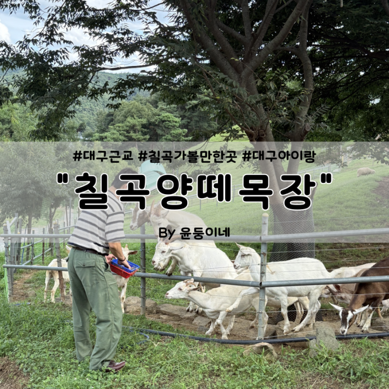대구 근교 아이랑 동물체험이 가능한 “칠곡양떼목장”