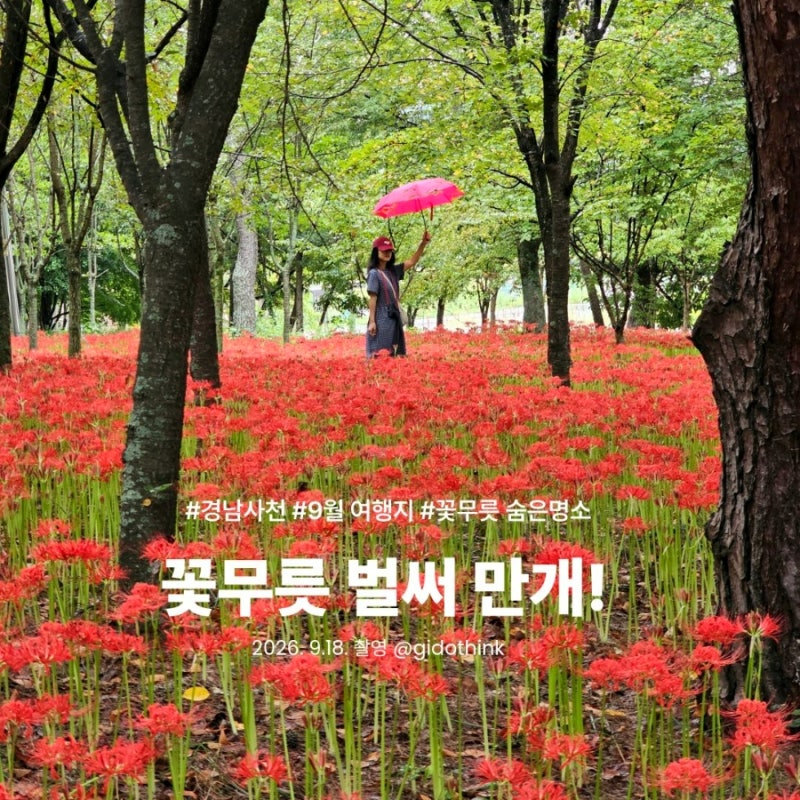 [ 경남 사천 ] 두량저수지 두량생활환경숲 꽃무릇 숨은 명소 실시간 만개