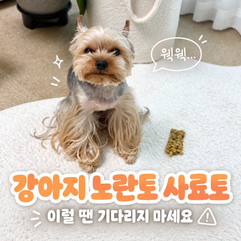 강아지 노란토 사료토 하는 이유, 이 신호 보이면 바로 병원 가세요