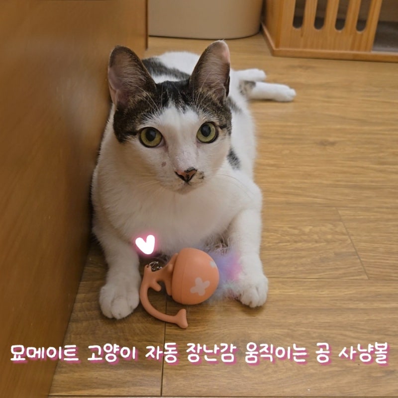 고양이장난감 추천, 혼자서도 신나게 노는 묘메이트 고양이자동장난감