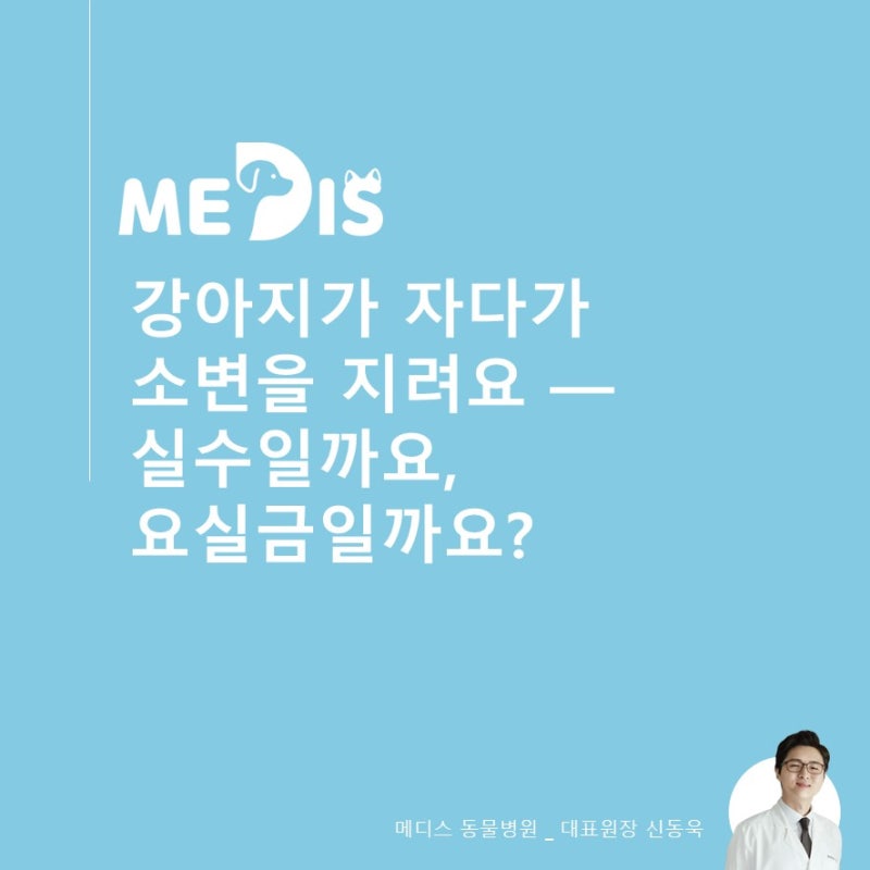 [수의사의 진료실 노트 #0121]강아지가 자다가 소변을 지려요 — 실수일까요, 요실금일까요?