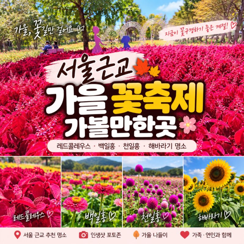 서울근교 가을 꽃축제 가볼만한곳｜레드콜레우스·백일홍·천일홍·해바라기 명소
