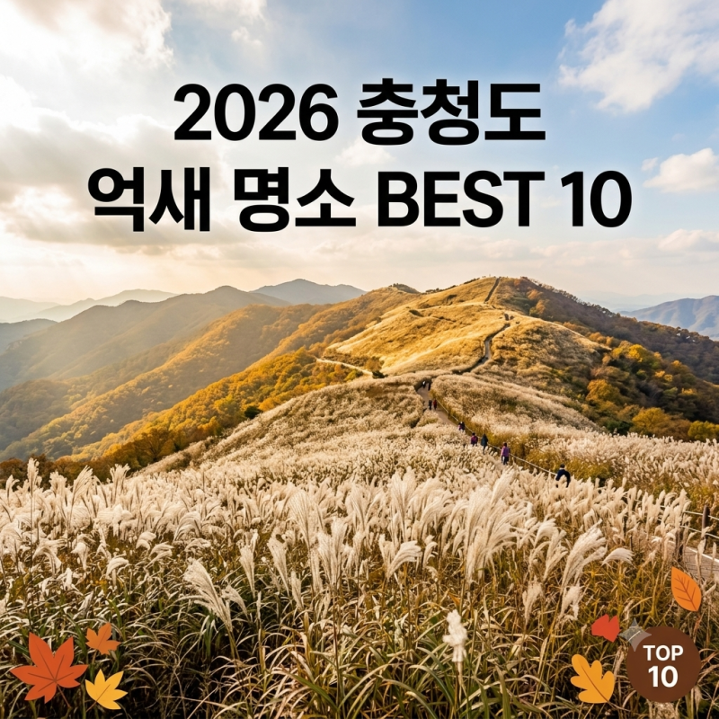 충청도 억새 명소 가을 여행지 추천 베스트 10 오서산부터 대청호까지 드라이브 및 힐링 스폿....