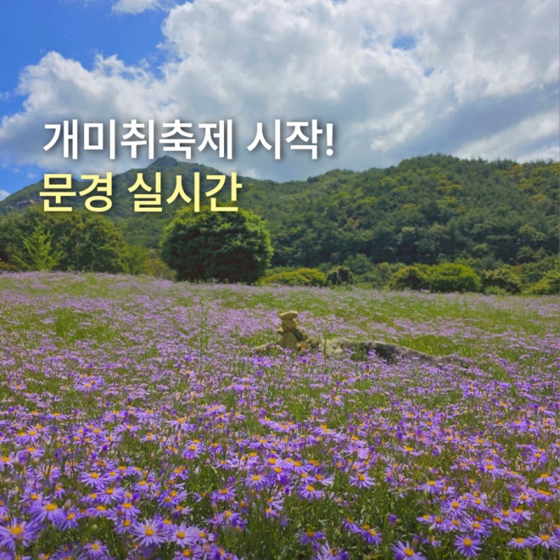 문경 문희농원 개미취 축제 시작! 연보라빛 실시간