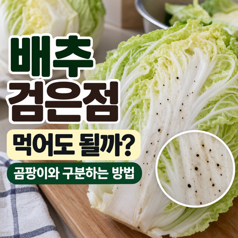배추 검은점 먹어도 될까? 곰팡이와 구분하는 방법
