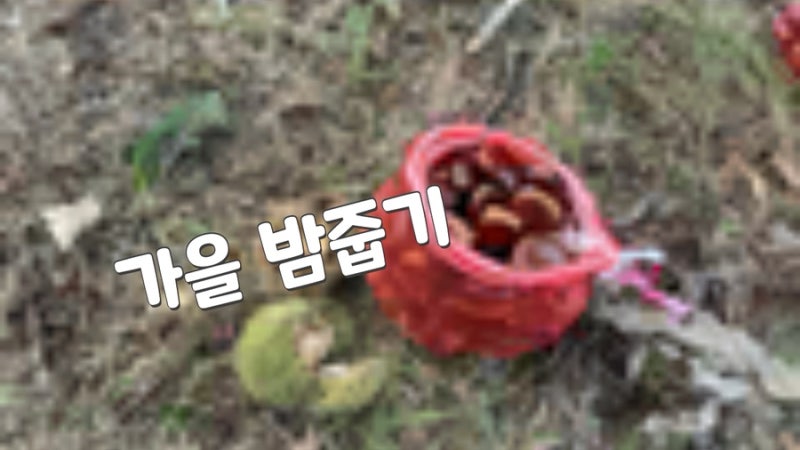 가을 밤줍기 밤따기 성공적~ @양평밤농원