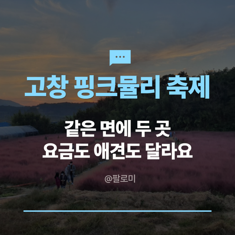 고창 핑크뮬리 축제 두 곳인 거 모르고 가면 낭패, 청농원이랑 꽃객프로젝트 차이