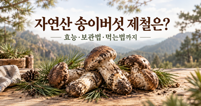 자연산 송이버섯 제철은 언제? 효능·보관법·먹는법 정리
