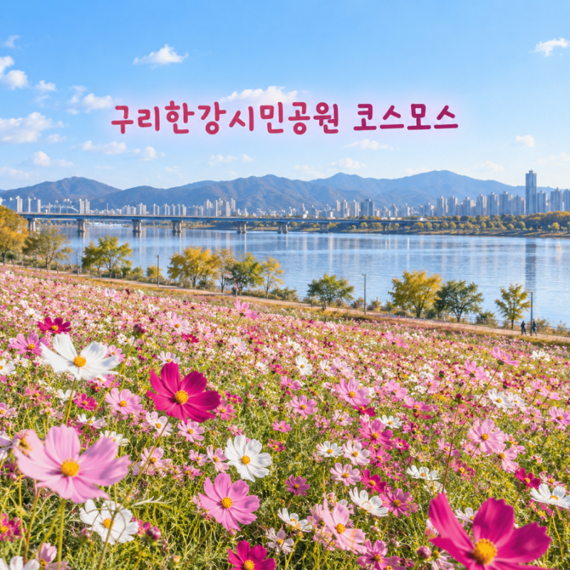 지금 가도 될까? 구리한강시민공원 코스모스 2026 축제는 10월 9일부터 시작해요