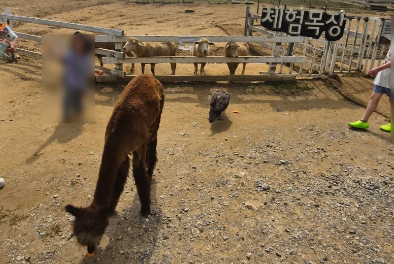 가평 아이와 가볼만한곳 추천｜양떼목장 먹이주기부터 썰매와 카페까지 가족 나들이