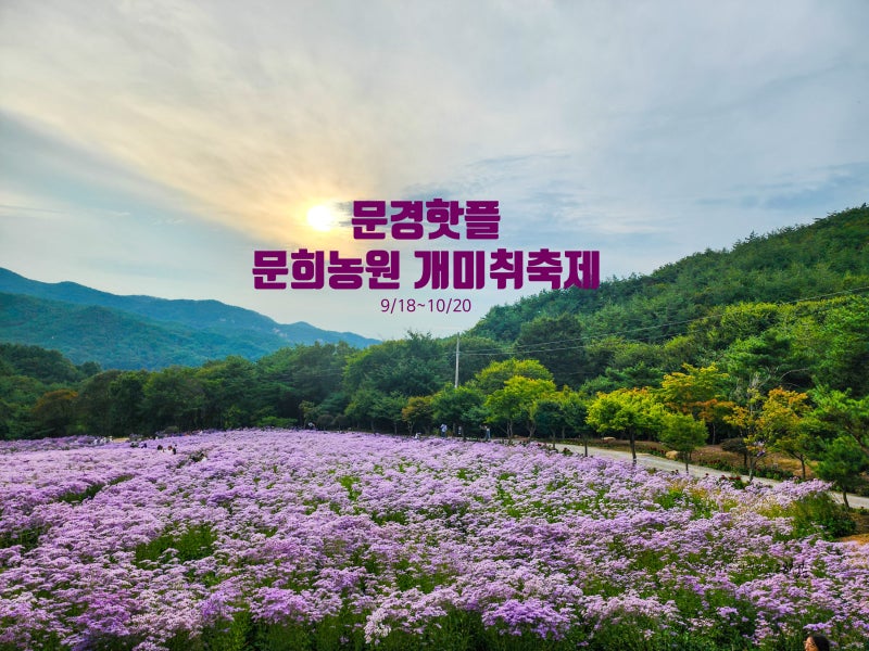 문경핫플 문희농원 제3회 개미취축제 26.9.18~10.20 정보(25년 후기)