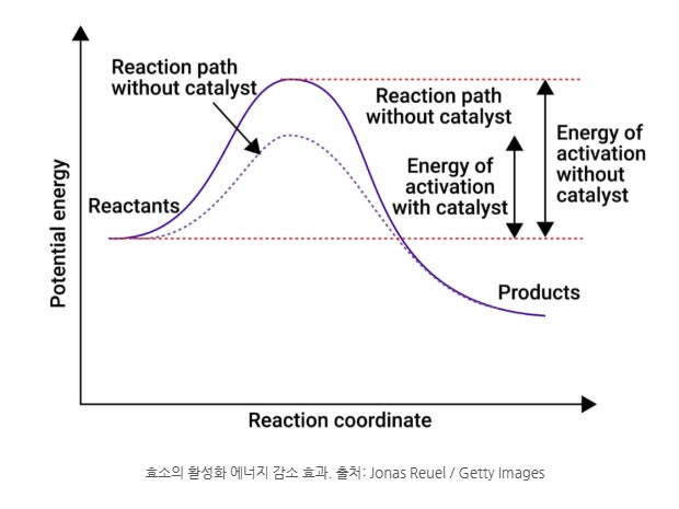 우리 몸의 비밀 스위치 '효소'의 모든 것 (활성화 에너지부터 이화·동화작용까지)