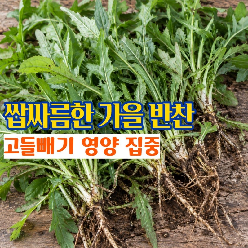 고들빼기효능 밥맛 살리는 쌉싸름한 고들빼기 제철과 영양 부작용